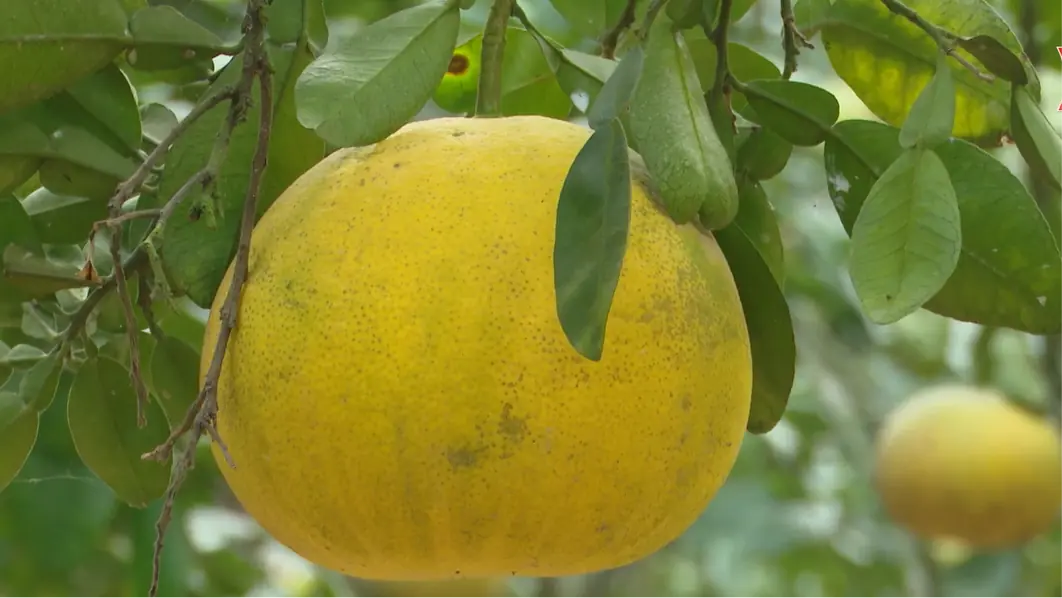 Bưởi tôm vàng Đan Phượng - sản phẩm OCOP 4 sao | Mỗi xã một sản phẩm | 05/01/2026